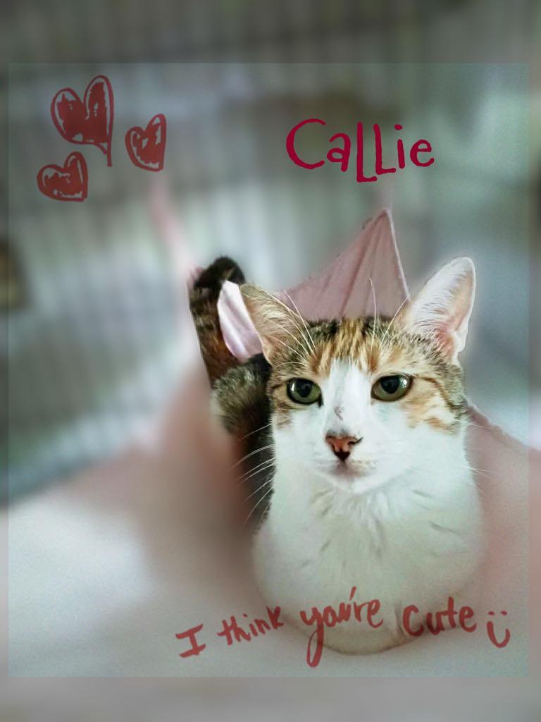 Enlarge Callie, a Adoptable Calico in Charlotte, NC image 3/4