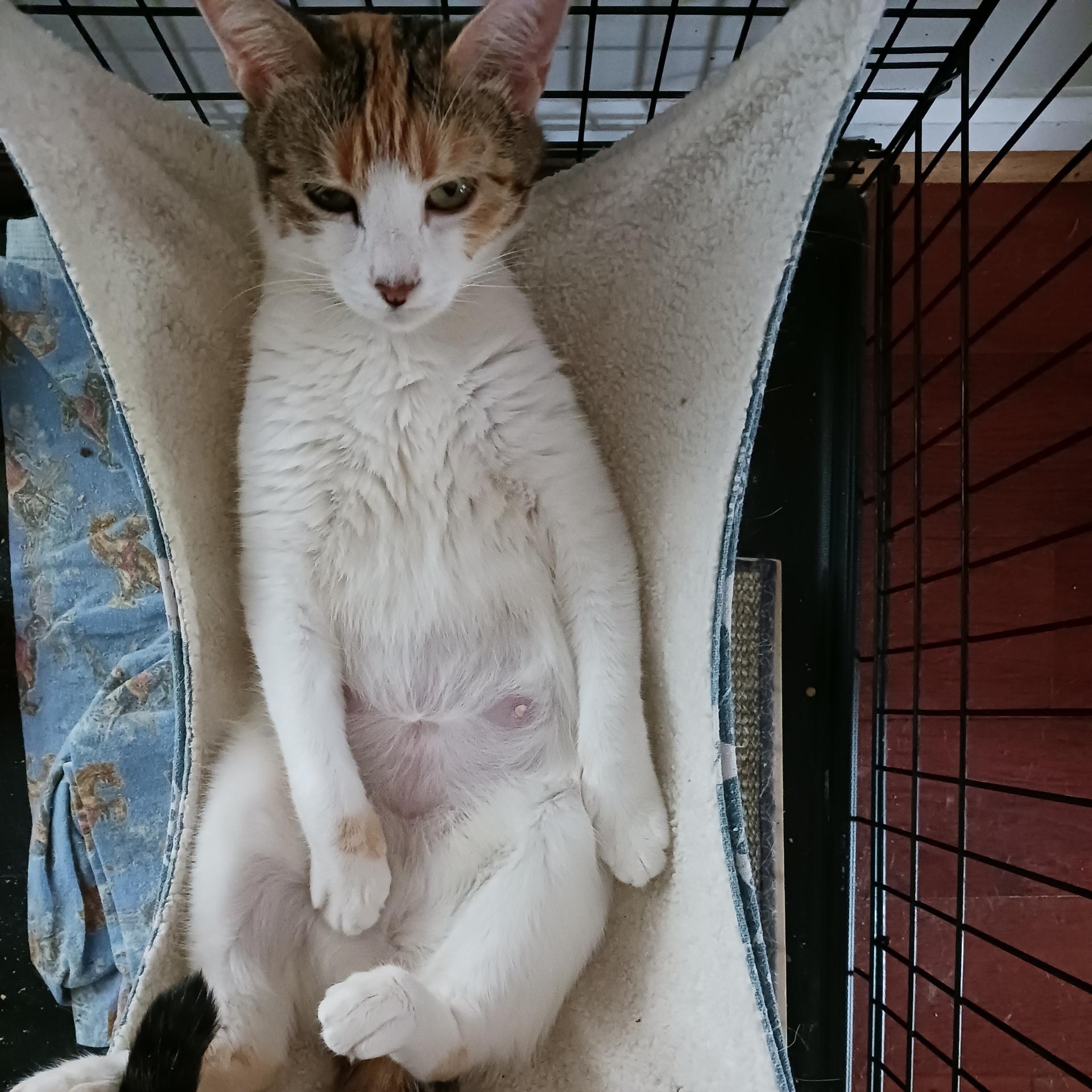 Callie, Adoptable, Adult Female Calico.