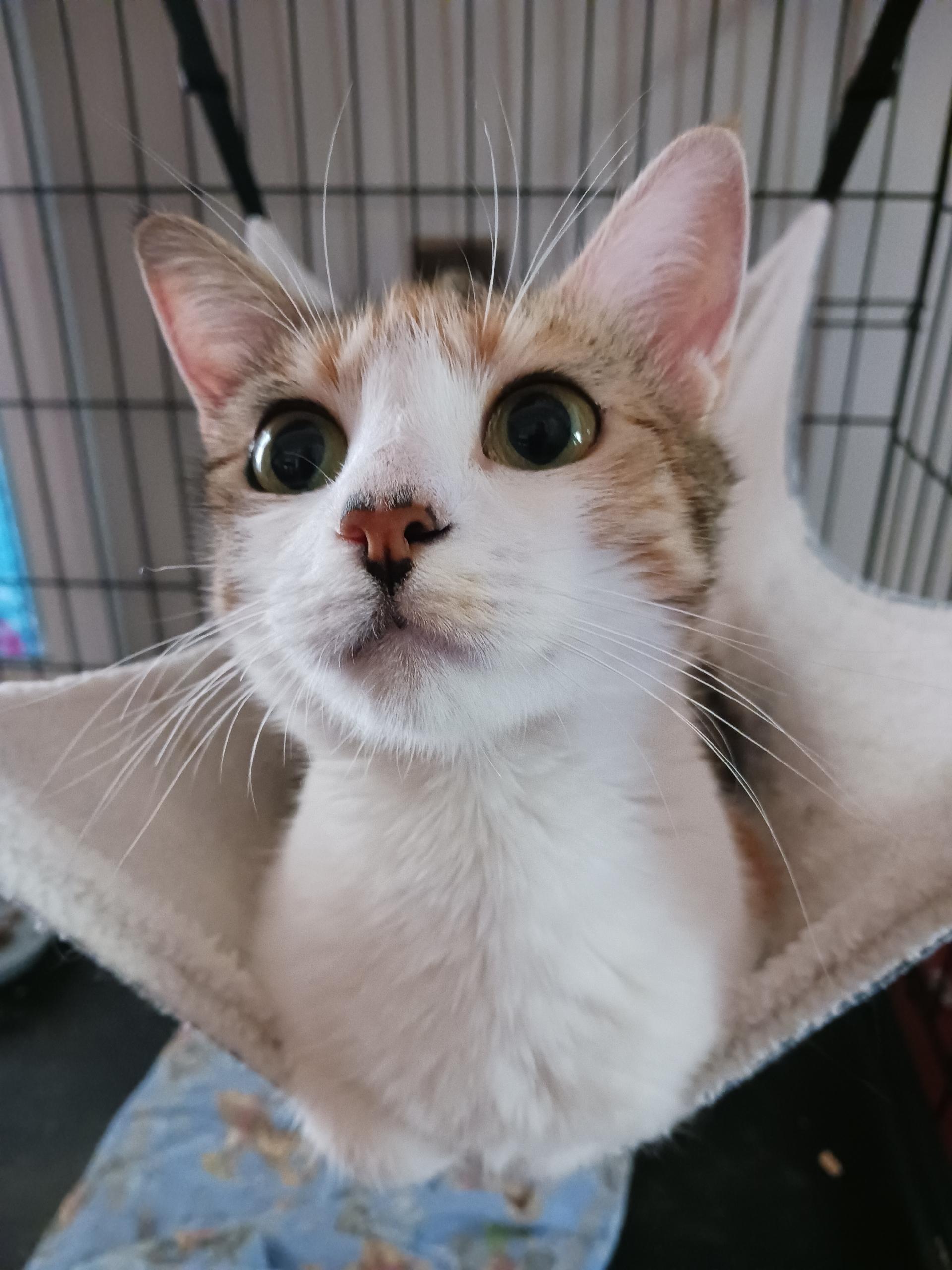 Enlarge Callie, a Adoptable Calico in Charlotte, NC image 4/4