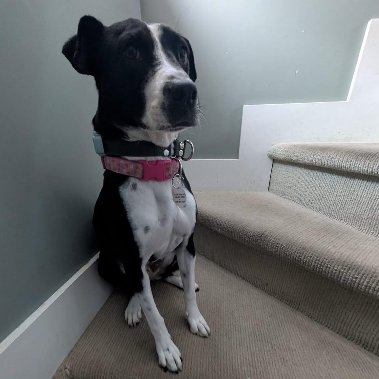 Enlarge Dixi, a ADOPTABLE mixed breed in Bracebridge, ON image 4/6