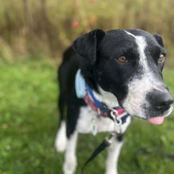 Enlarge Dixi, a ADOPTABLE mixed breed in Bracebridge, ON image 3/6