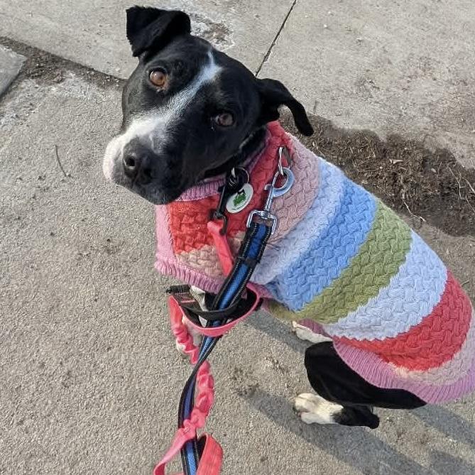 Enlarge Dixi, a ADOPTABLE mixed breed in Bracebridge, ON image 5/6