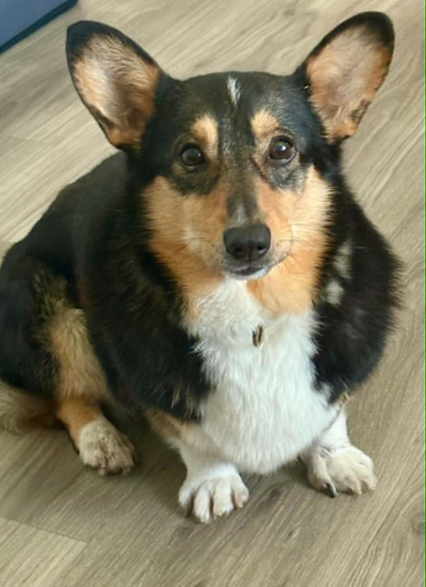 Enlarge Buttercup, a Adoptable Corgi in Buffalo, NY image 1/3