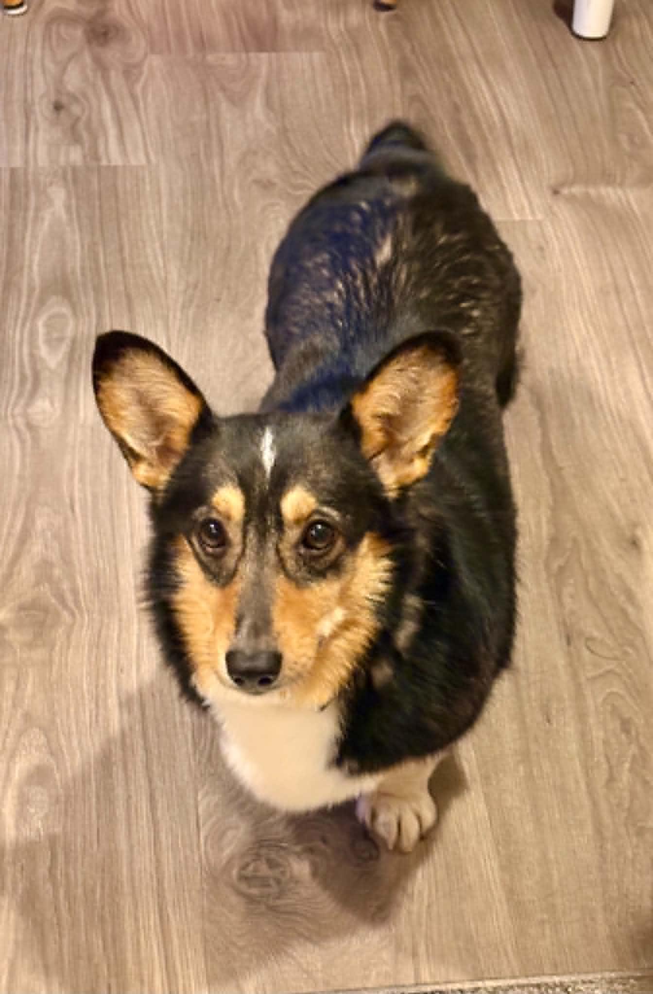 Enlarge Buttercup, a Adoptable Corgi in Buffalo, NY image 2/3