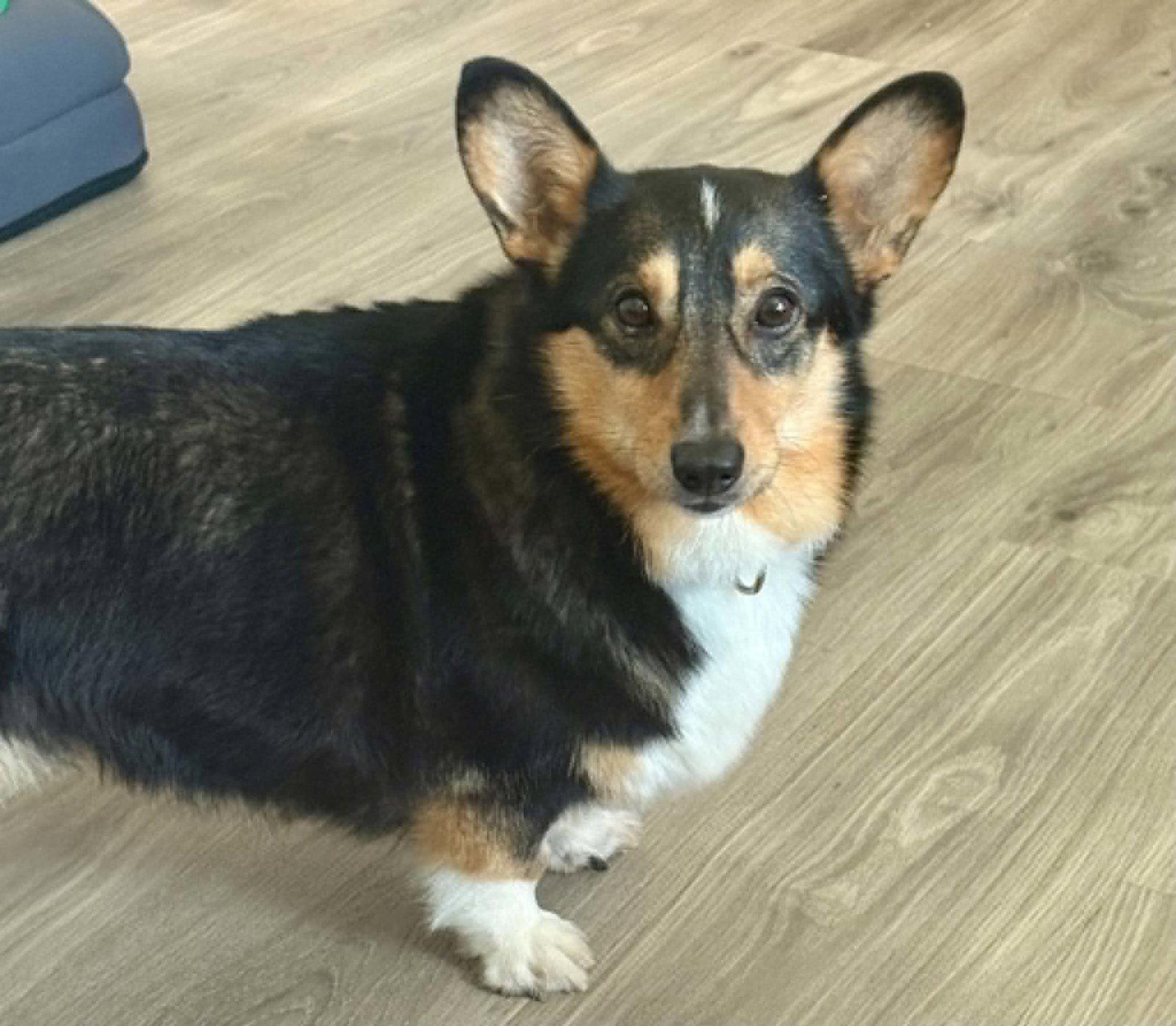 Enlarge Buttercup, a Adoptable Corgi in Buffalo, NY image 3/3