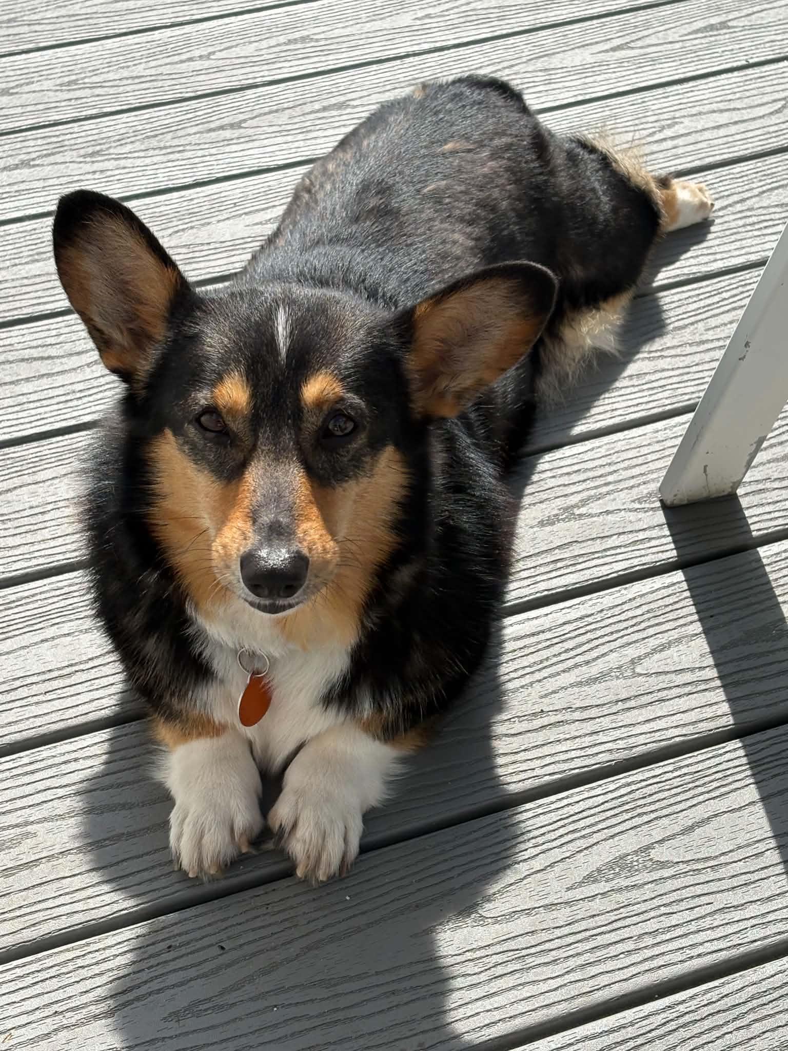 Enlarge Buttercup, a Adoptable Corgi in Buffalo, NY image 3/3