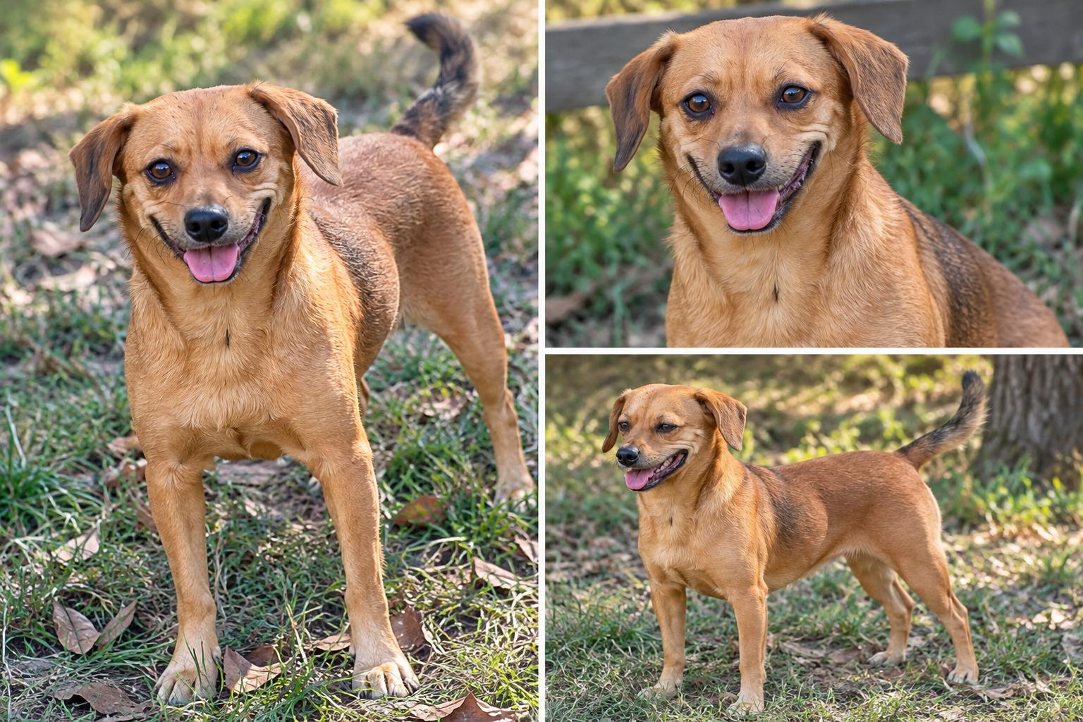 Apple, Adoptable, Adult Female Dachshund & Chihuahua.