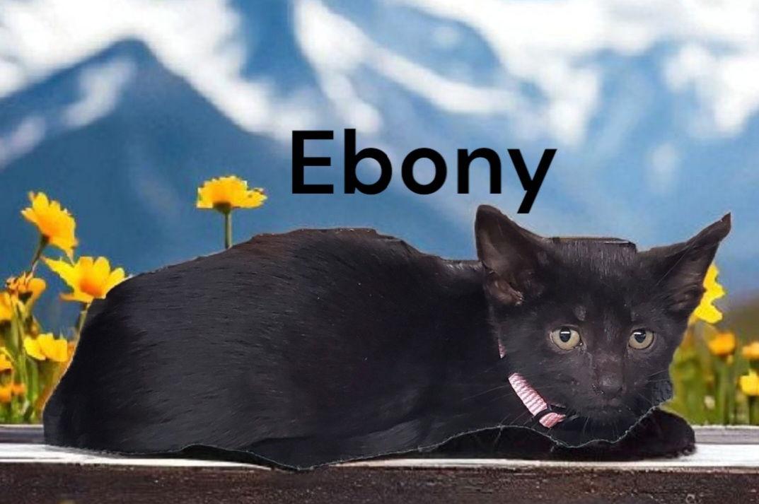 Enlarge Ebony, a Adoptable Domestic Short Hair in Newport News, VA image 2/2