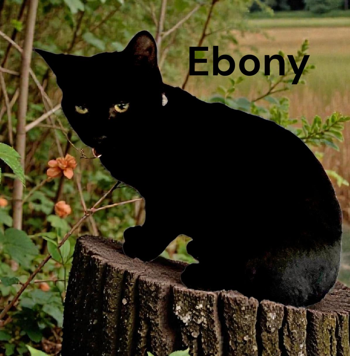 Enlarge Ebony, a Adoptable Domestic Short Hair in Newport News, VA image 1/2