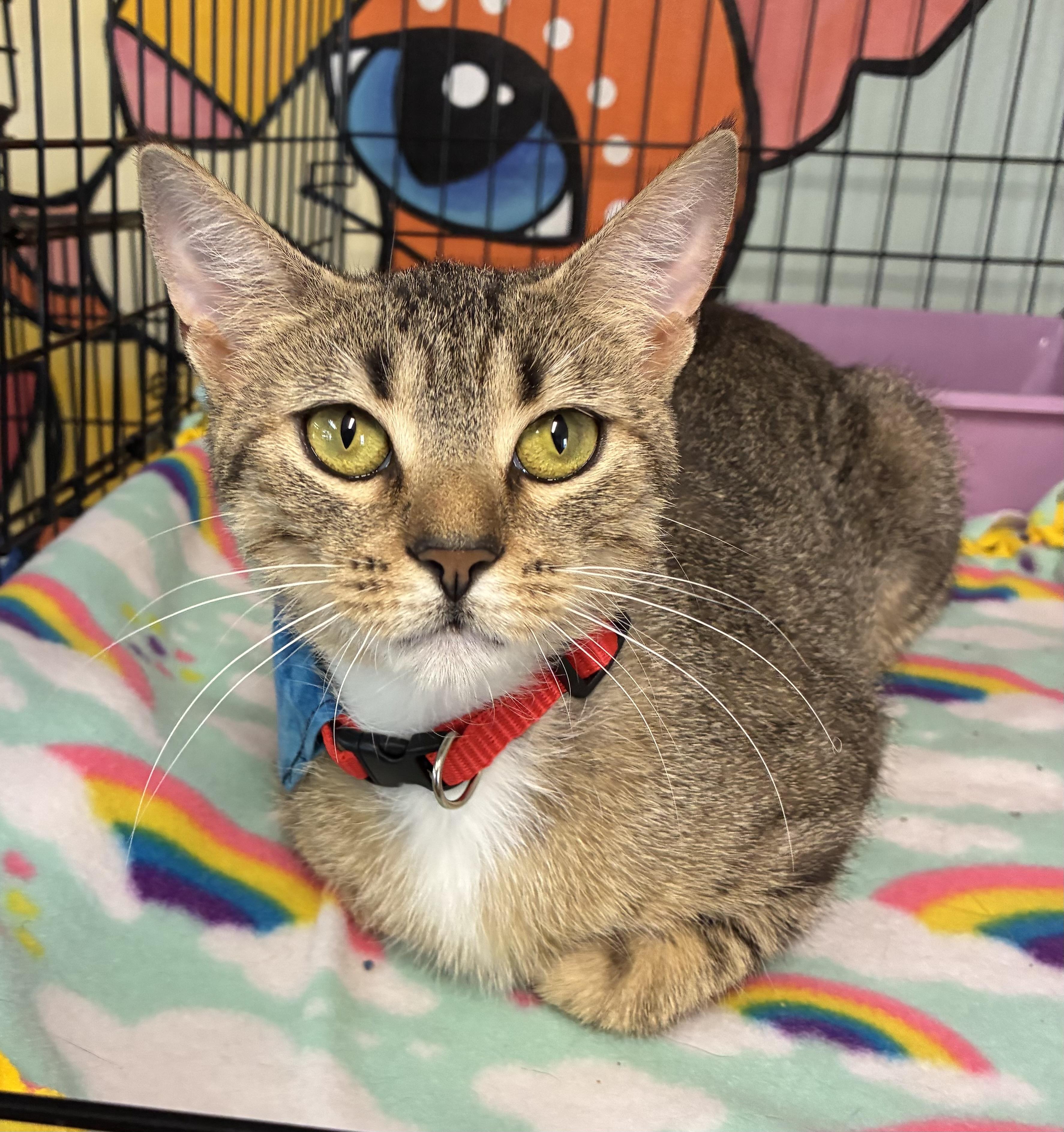 Pizza, a ADOPTABLE Domestic Short Hair in Breinigsville, PA image 1/2