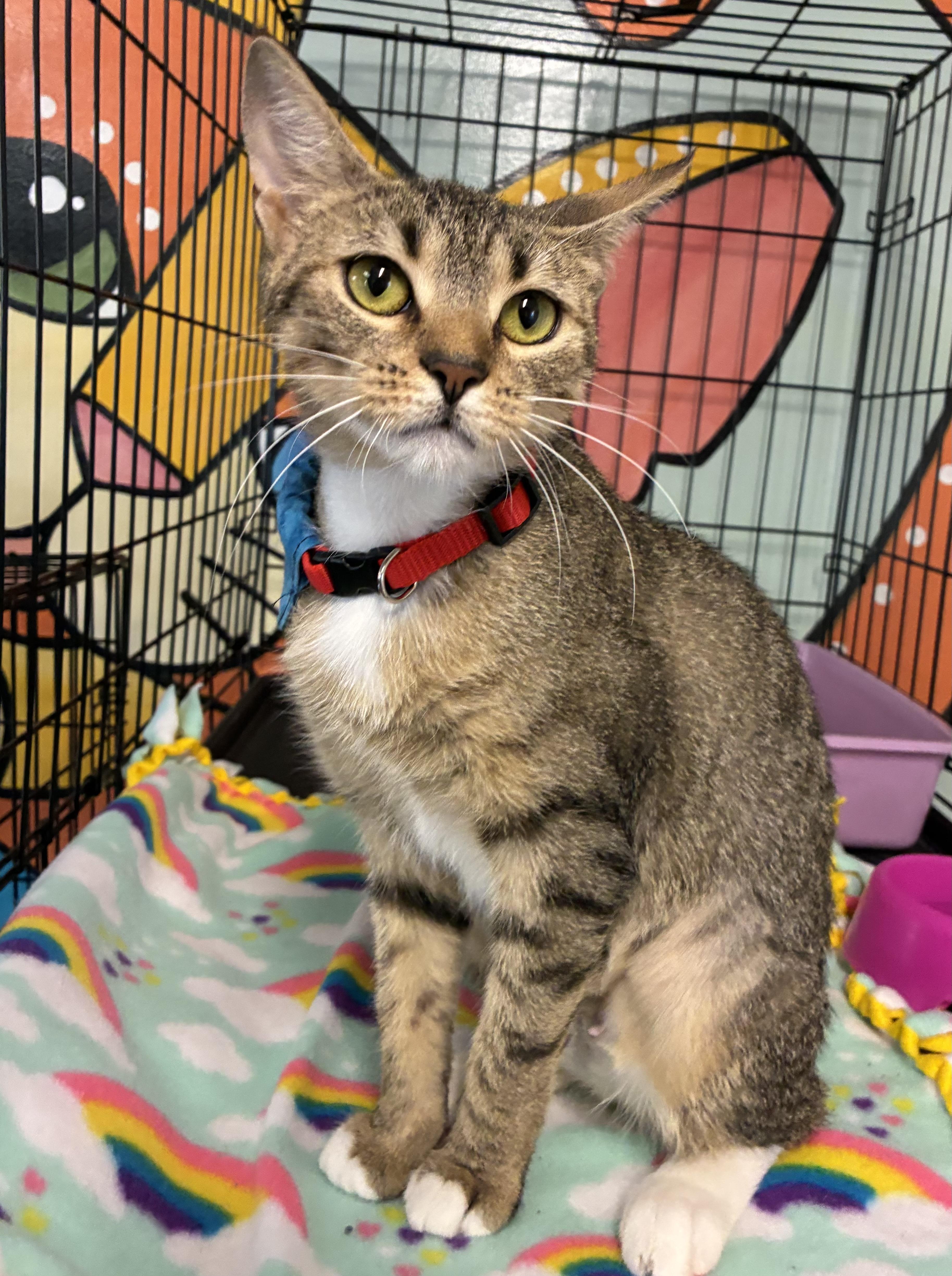 Pizza, a ADOPTABLE Domestic Short Hair in Breinigsville, PA image 2/2