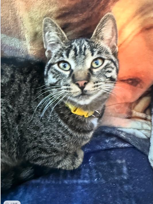 Connor, Adoptable, Young Male Domestic Short Hair.