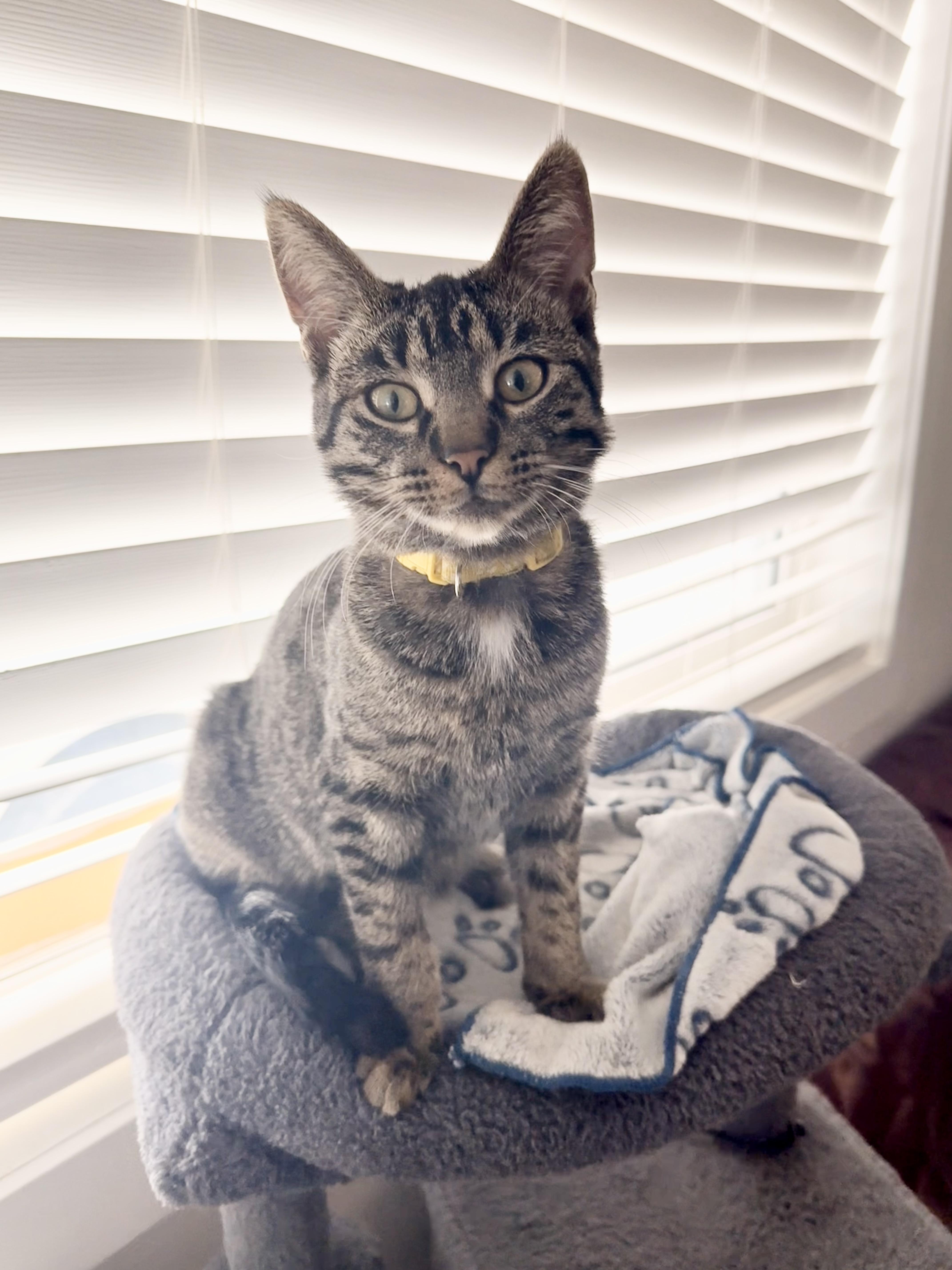 Connor, a Adoptable mixed breed in Steinbach, MB image 1/6