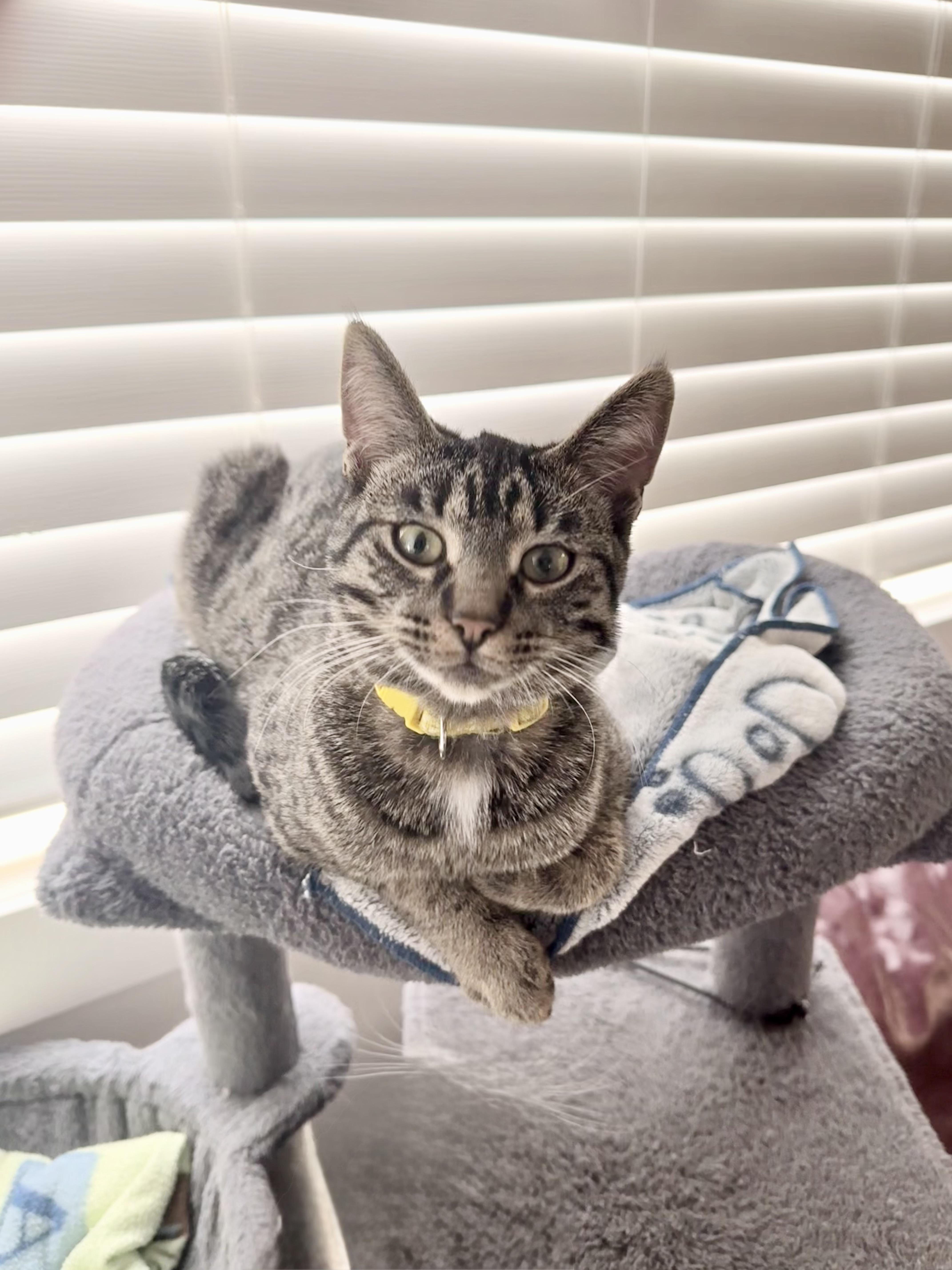 Connor, a Adoptable mixed breed in Steinbach, MB image 3/6