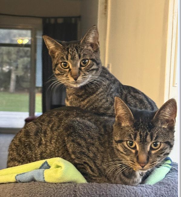 Connor, a Adoptable mixed breed in Steinbach, MB image 4/6