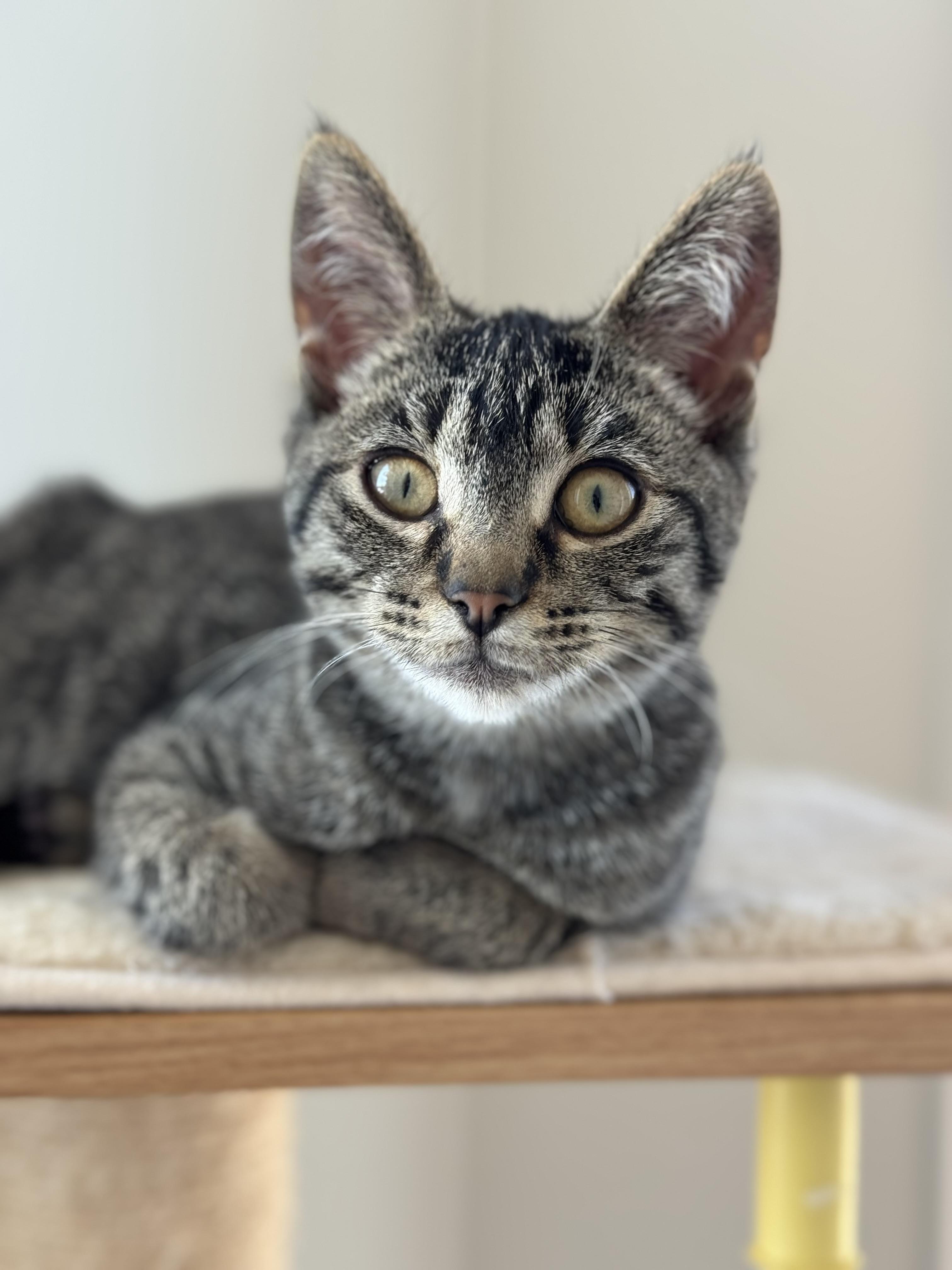 Connor, a Adoptable mixed breed in Steinbach, MB image 5/6