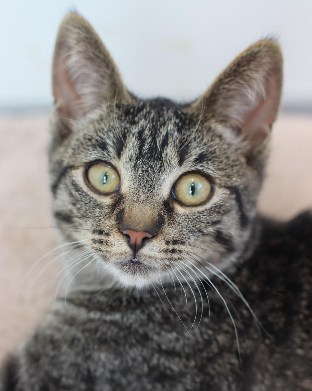 Connor, a Adoptable mixed breed in Steinbach, MB image 6/6