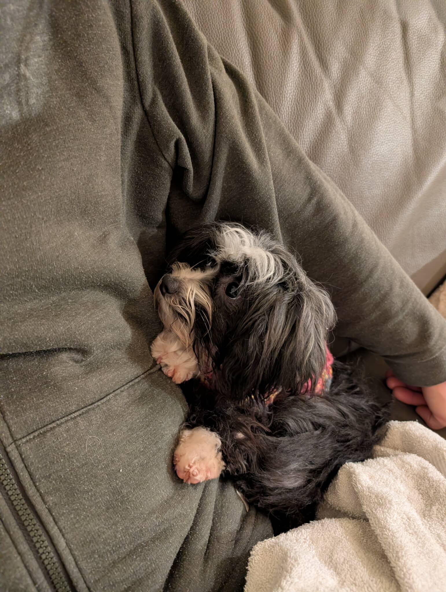 Freya, a ADOPTABLE mixed breed in Calgary, AB image 1/6