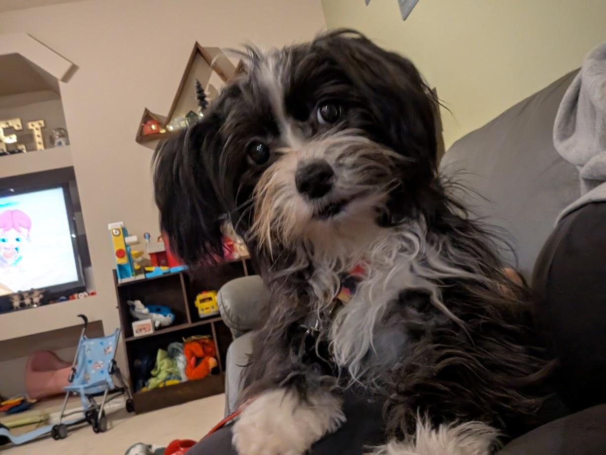 Freya, a ADOPTABLE mixed breed in Calgary, AB image 2/6