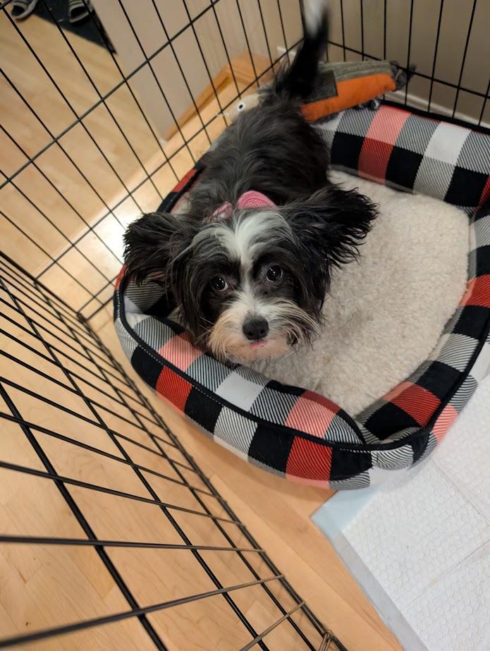 Freya, a ADOPTABLE mixed breed in Calgary, AB image 3/6