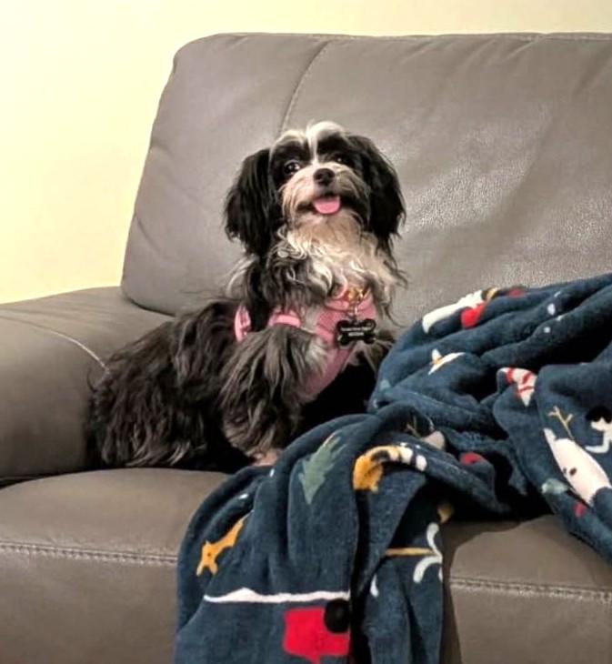 Freya, a ADOPTABLE mixed breed in Calgary, AB image 4/6