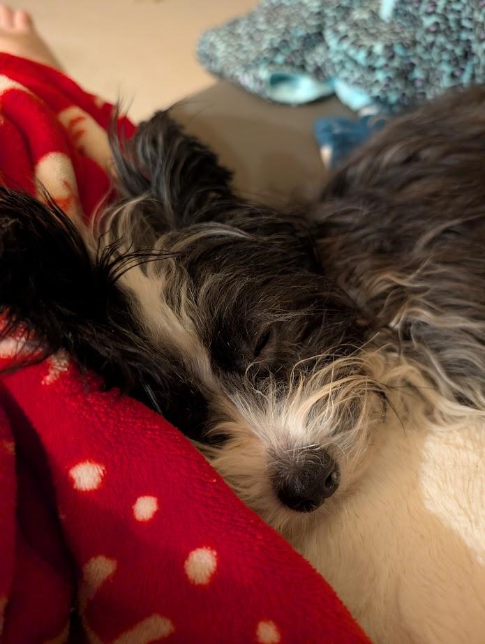 Freya, a ADOPTABLE mixed breed in Calgary, AB image 5/6