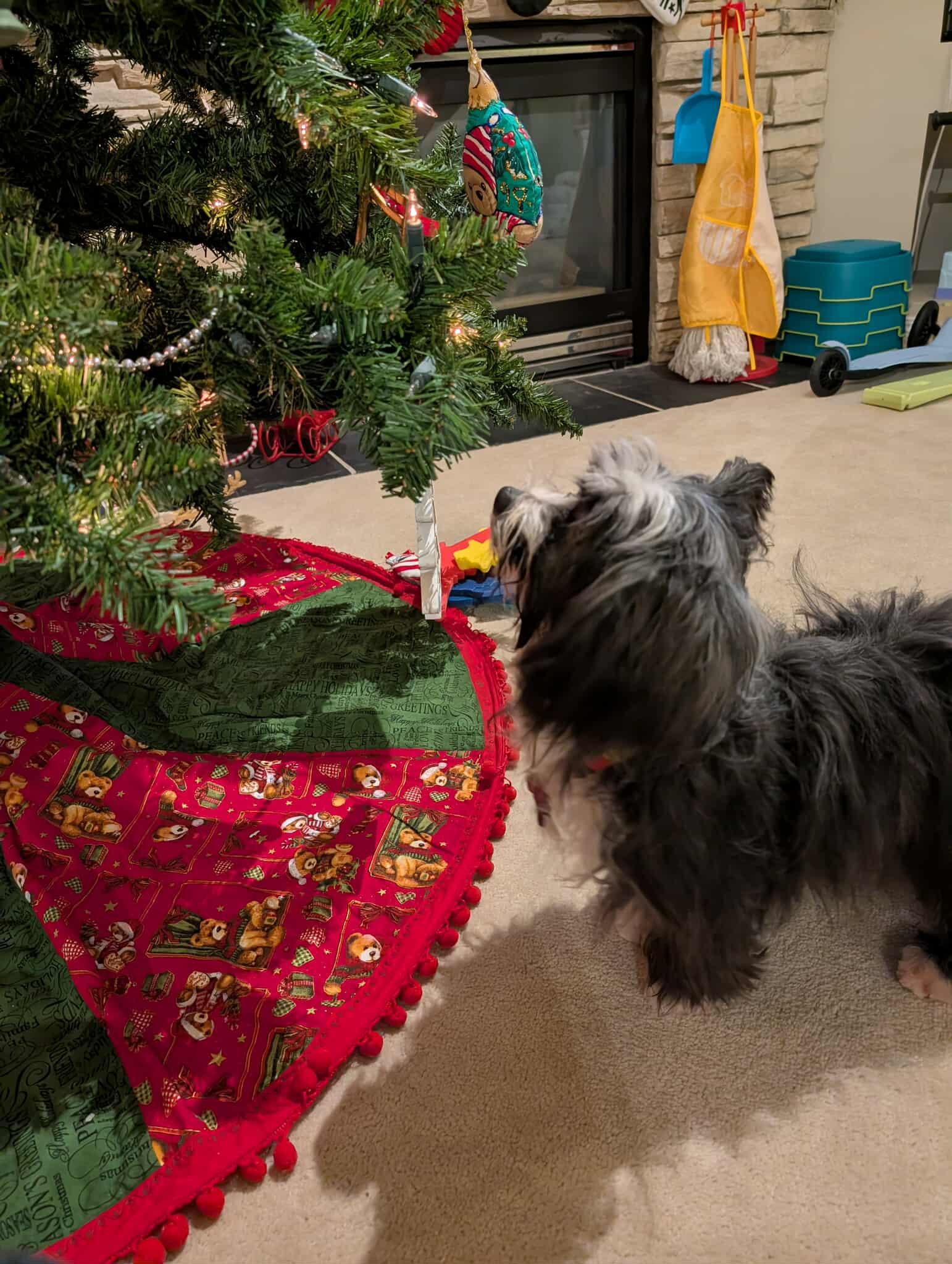 Freya, a ADOPTABLE mixed breed in Calgary, AB image 6/6