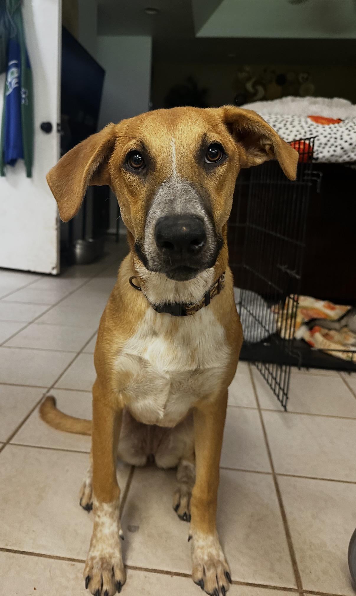 Etsy, Adoptable, Young Female Black Mouth Cur & German Pinscher.