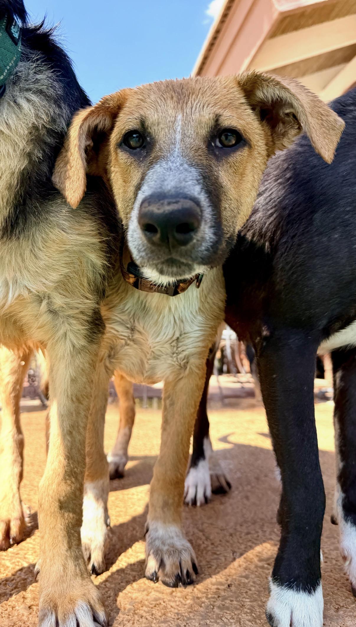 Etsy, an adoptable mixed breed in Gilbert, AZ image 6/6