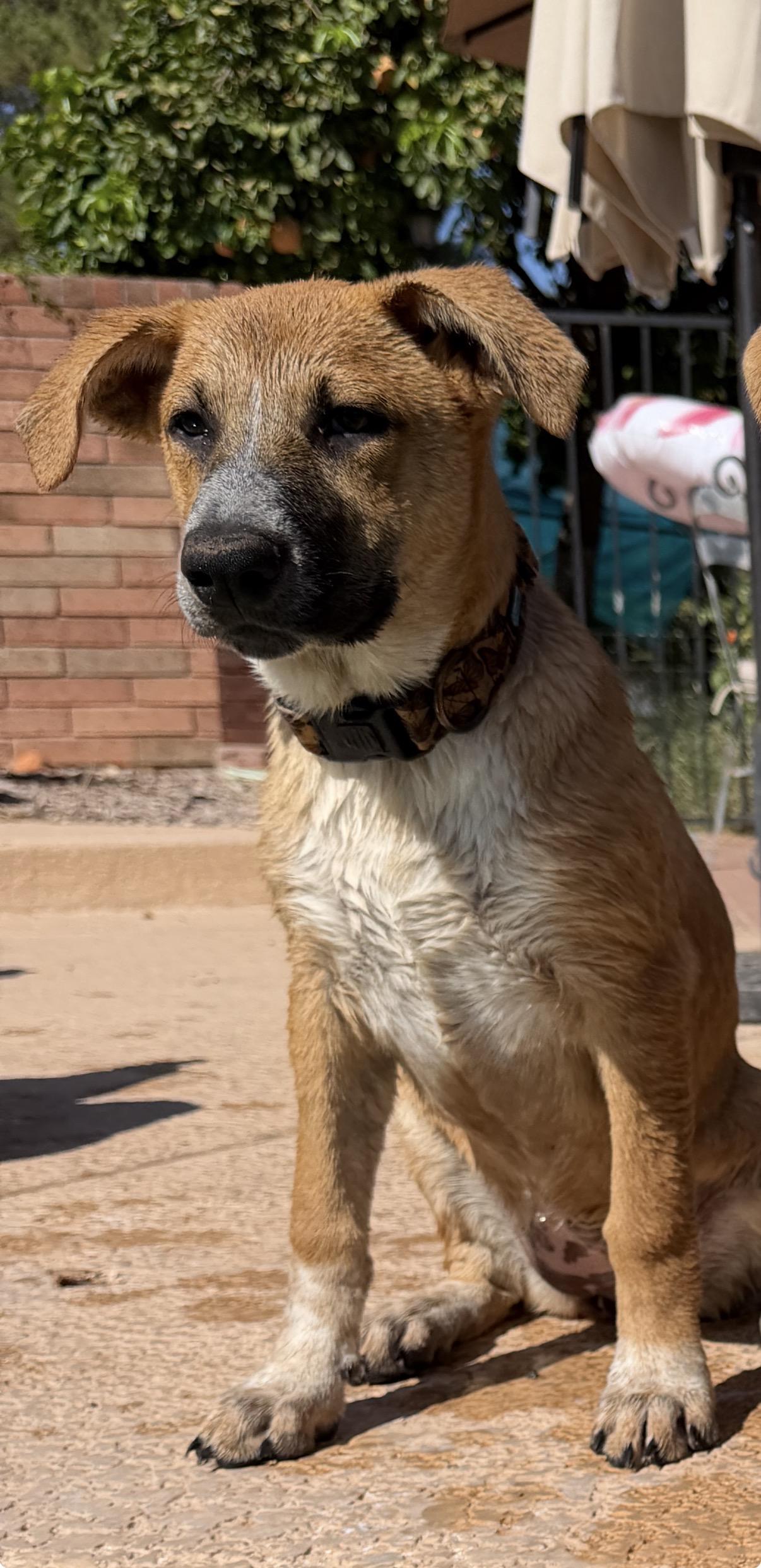 Etsy, an adoptable mixed breed in Gilbert, AZ image 3/6