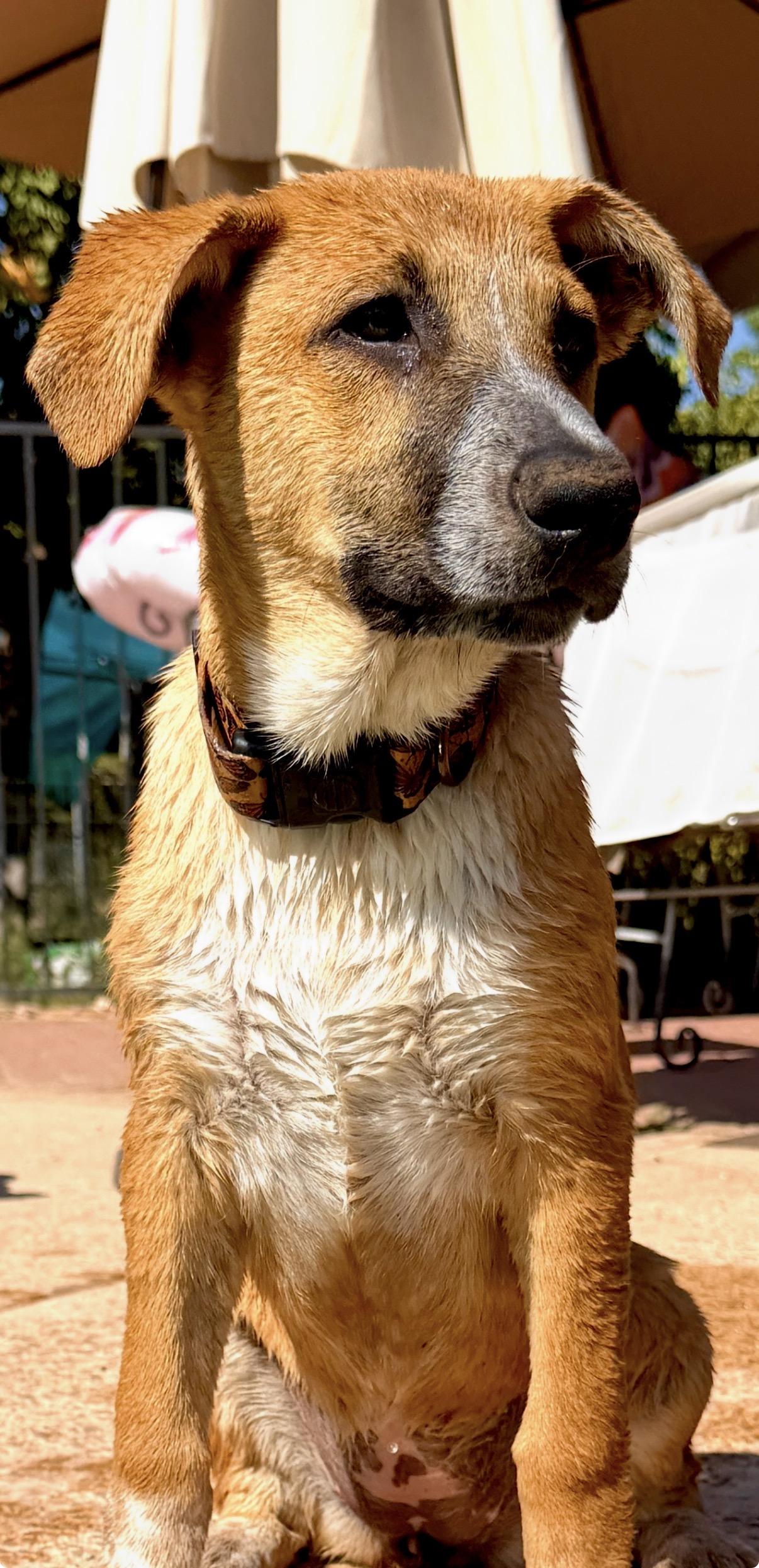Etsy, an adoptable mixed breed in Gilbert, AZ image 2/6