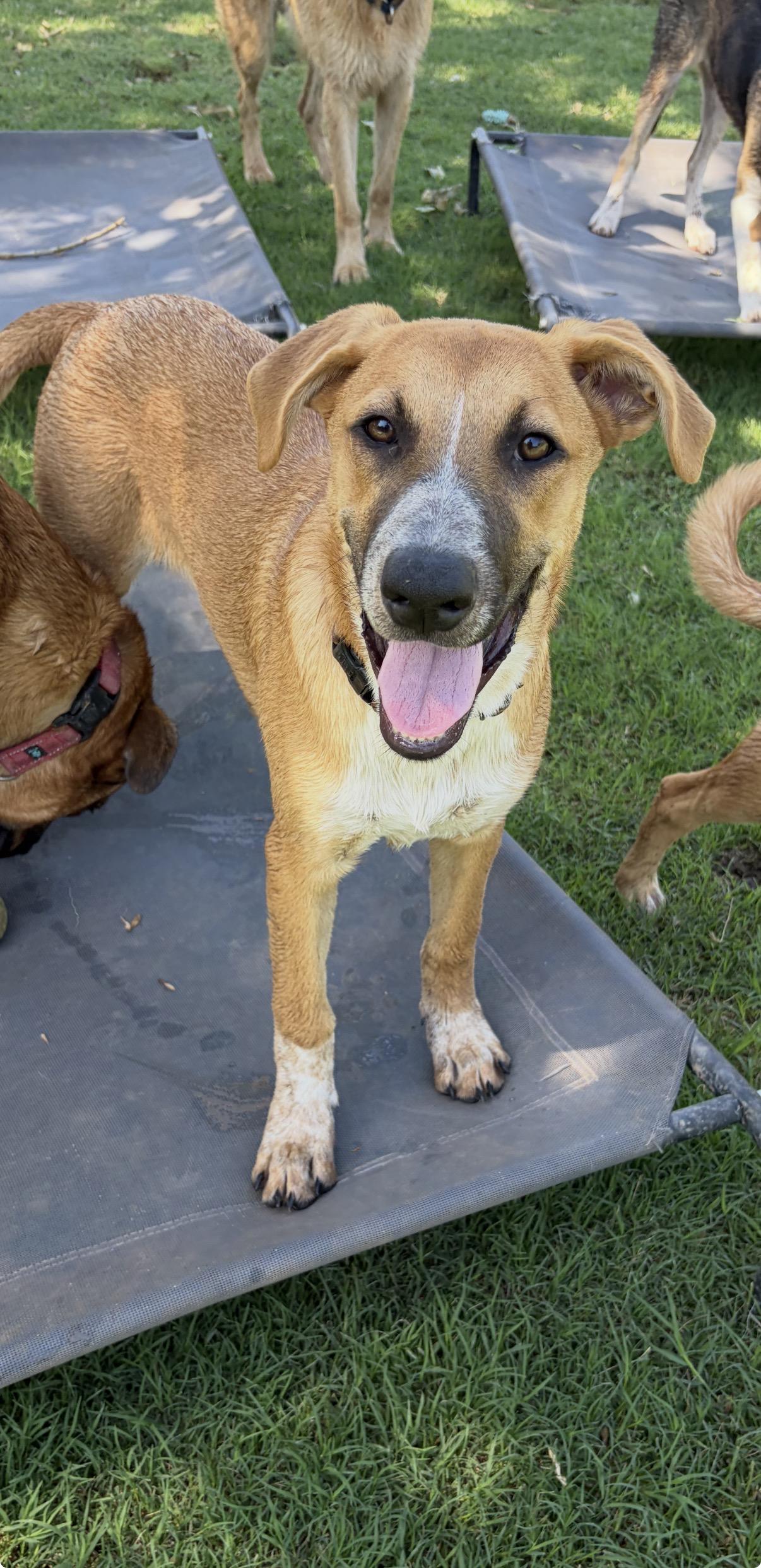 Etsy, an adoptable mixed breed in Gilbert, AZ image 2/6