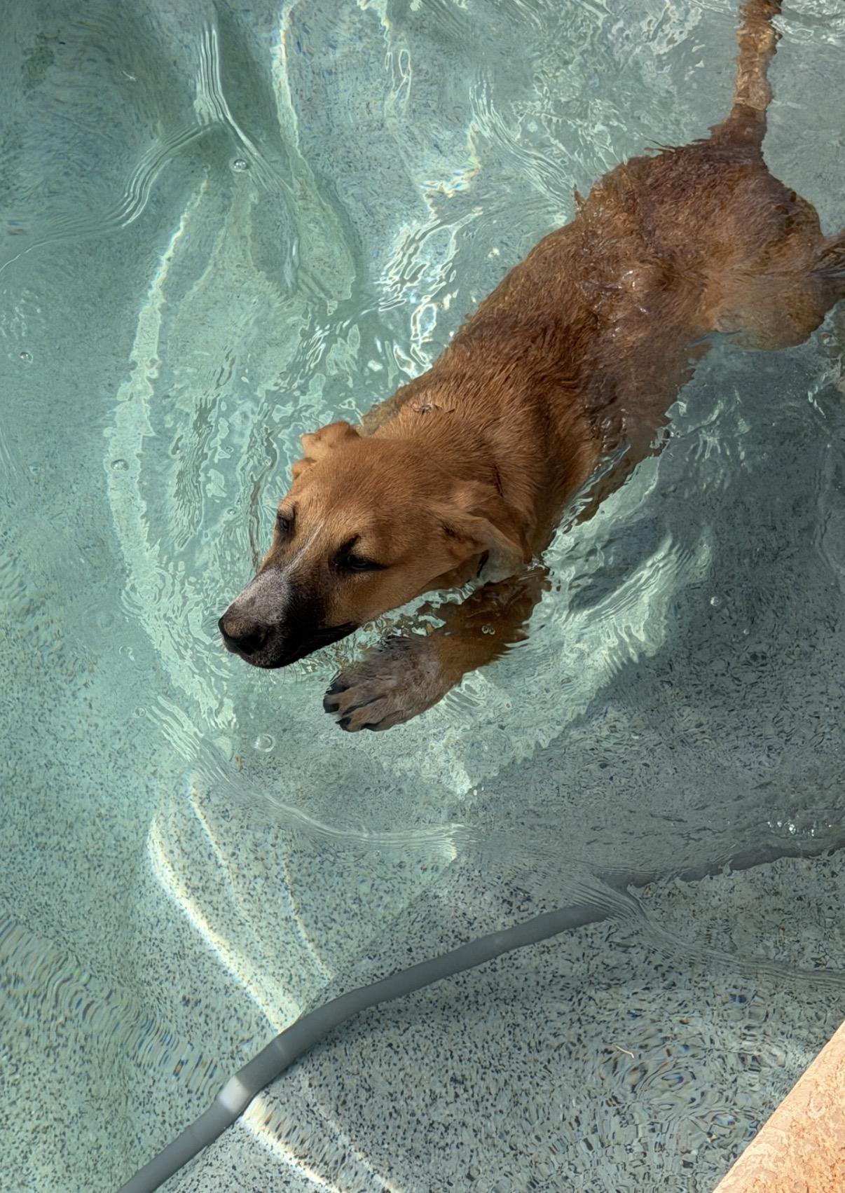 Etsy, an adoptable mixed breed in Gilbert, AZ image 3/6