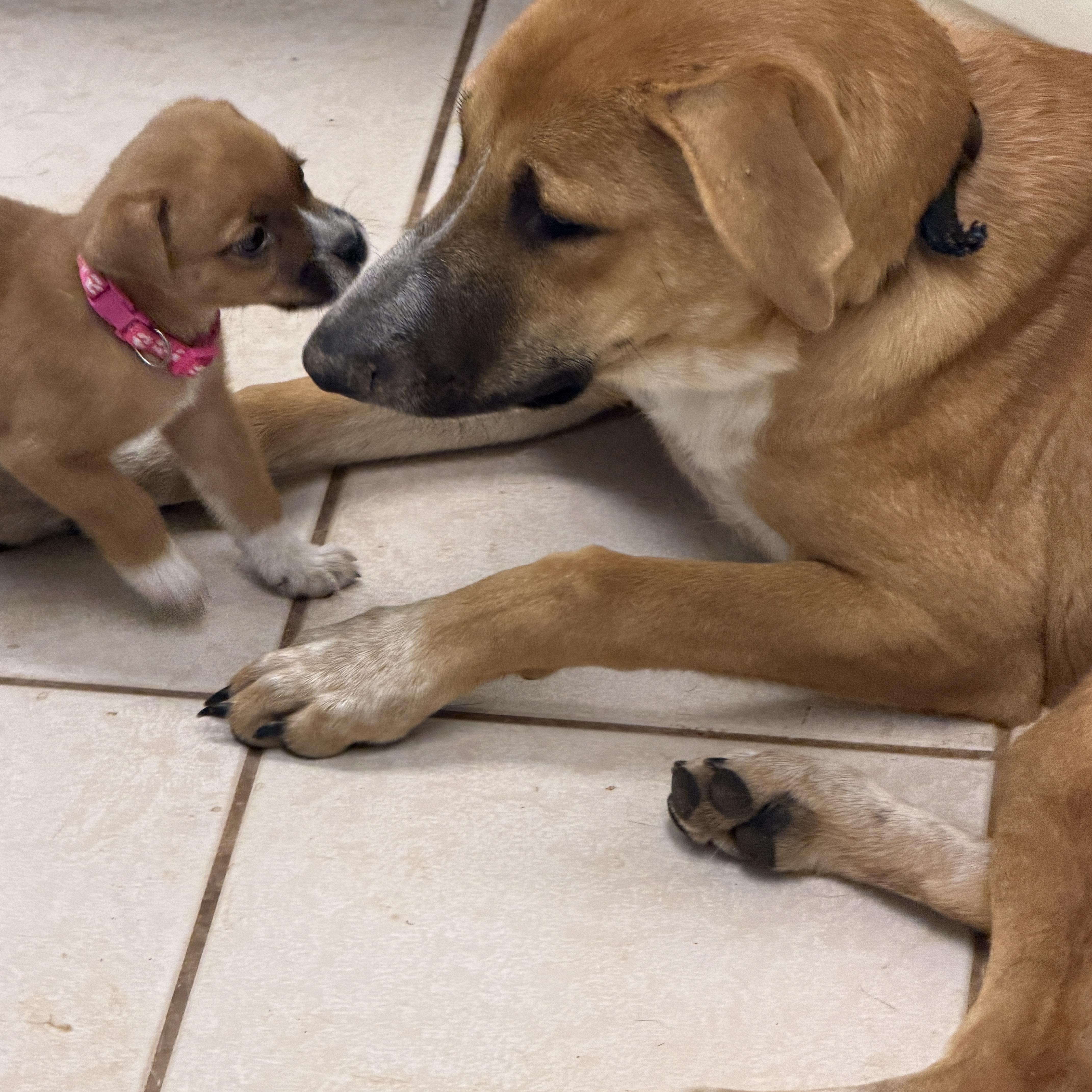 Etsy, Adoptable, Young Female Black Mouth Cur & Yellow Labrador Retriever.