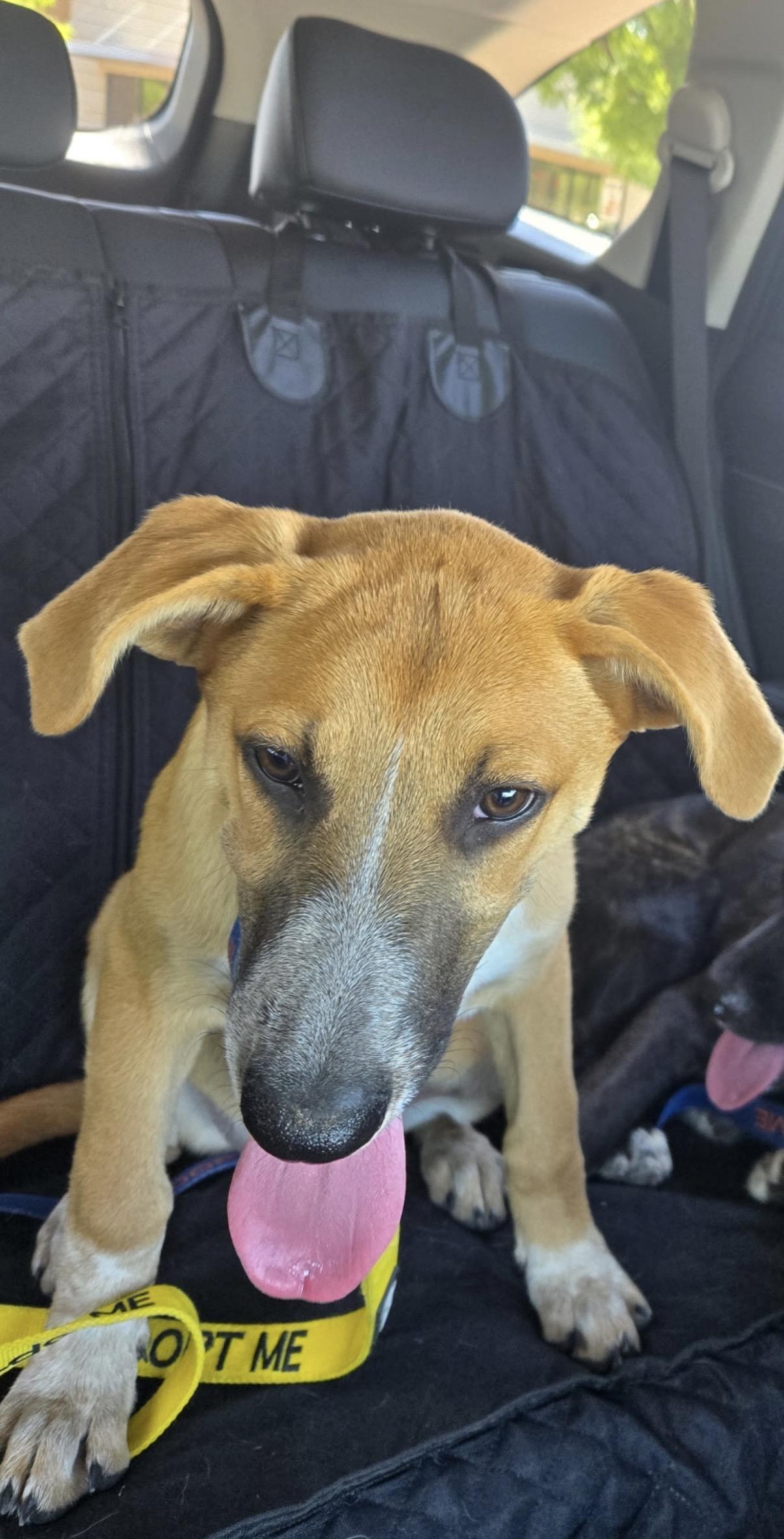 Etsy, an adoptable mixed breed in Gilbert, AZ image 5/6