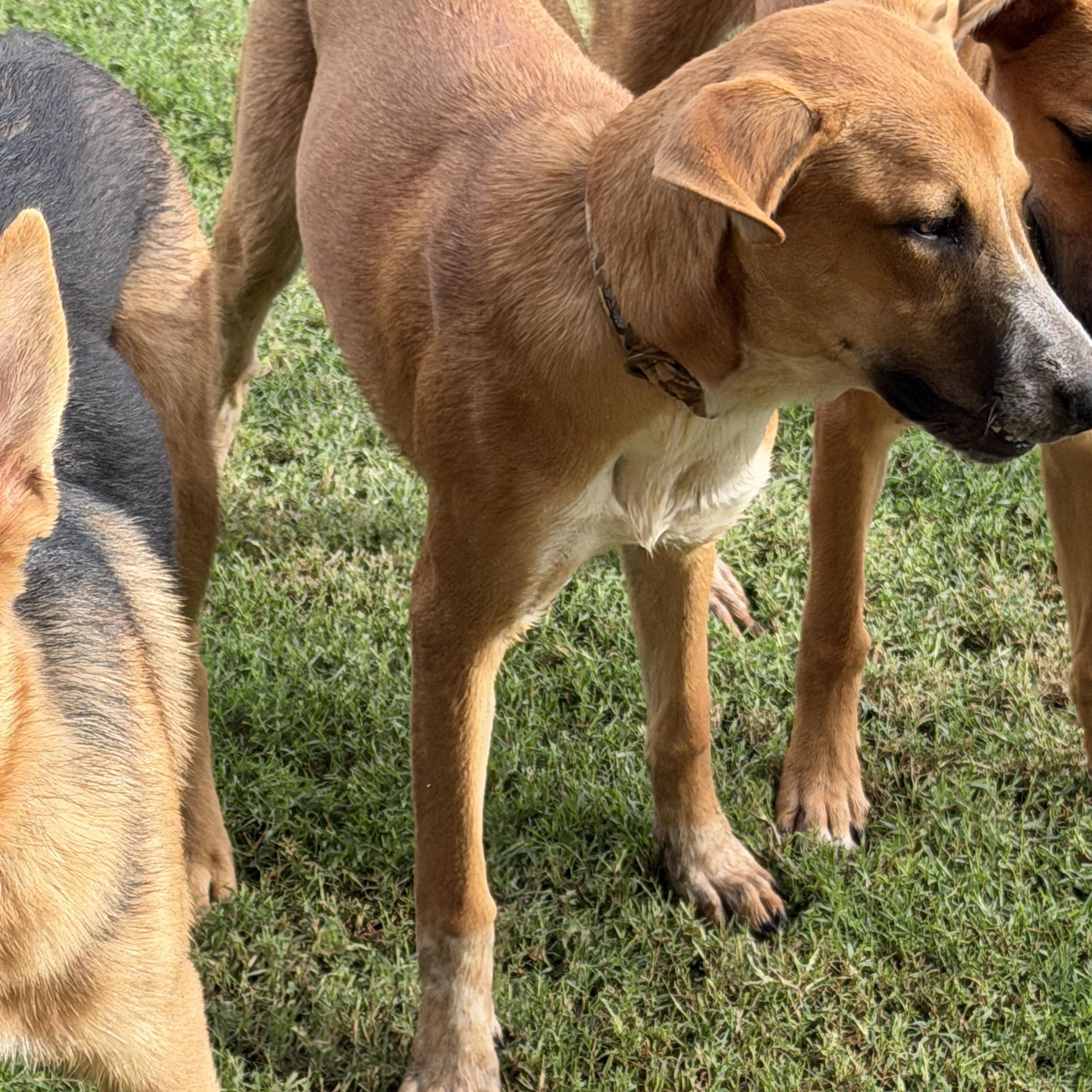 Enlarge Etsy, a Adoptable mixed breed in Gilbert, AZ image 6/6