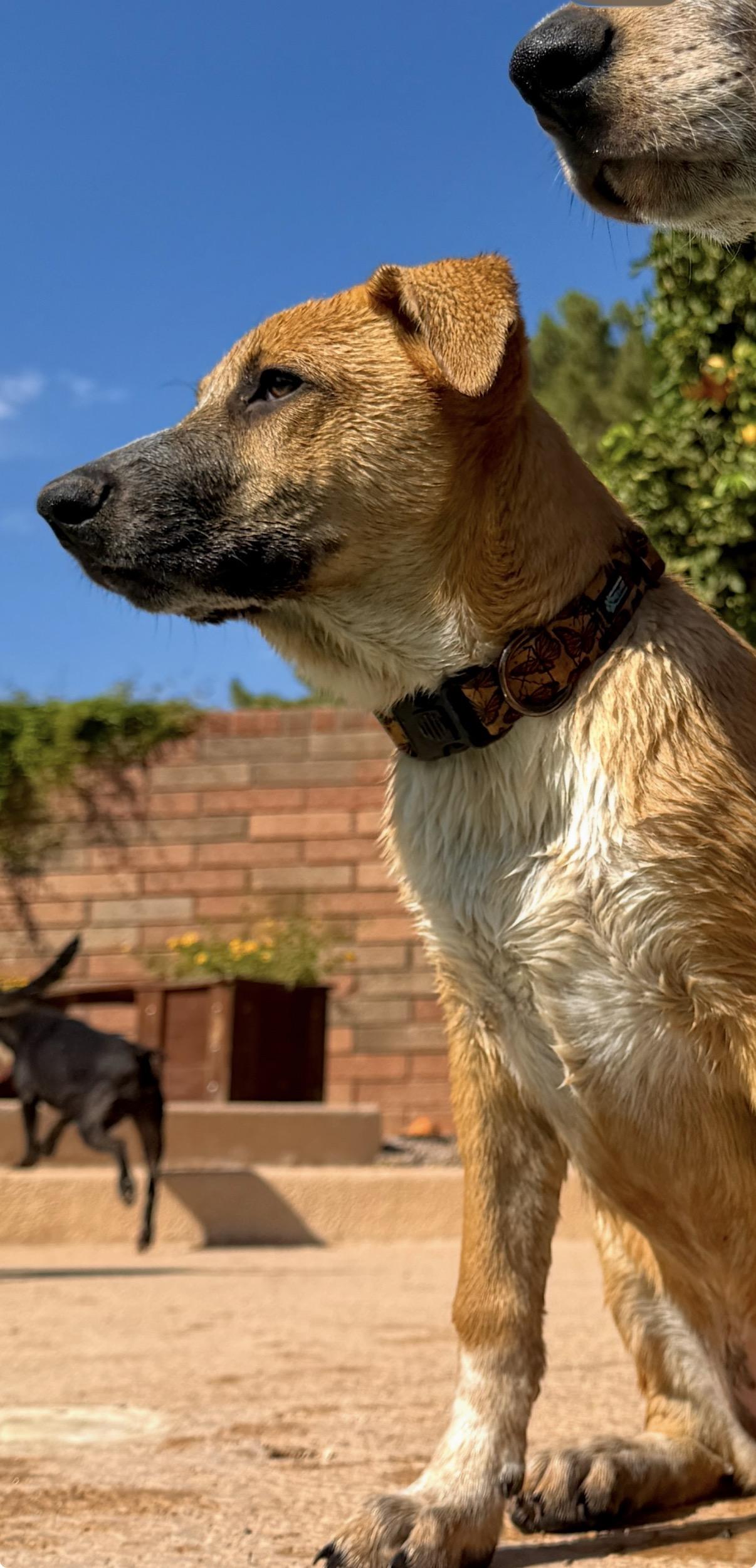 Etsy, an adoptable mixed breed in Gilbert, AZ image 4/6