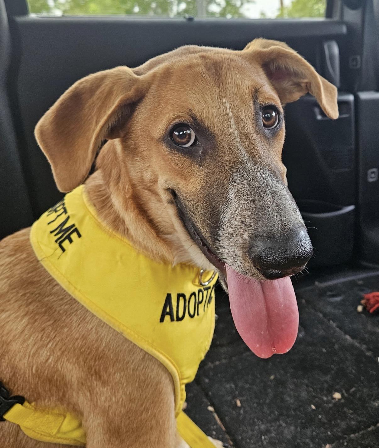 Etsy, adoptable, Puppy Female Yellow Labrador Retriever & Black Mouth Cur.