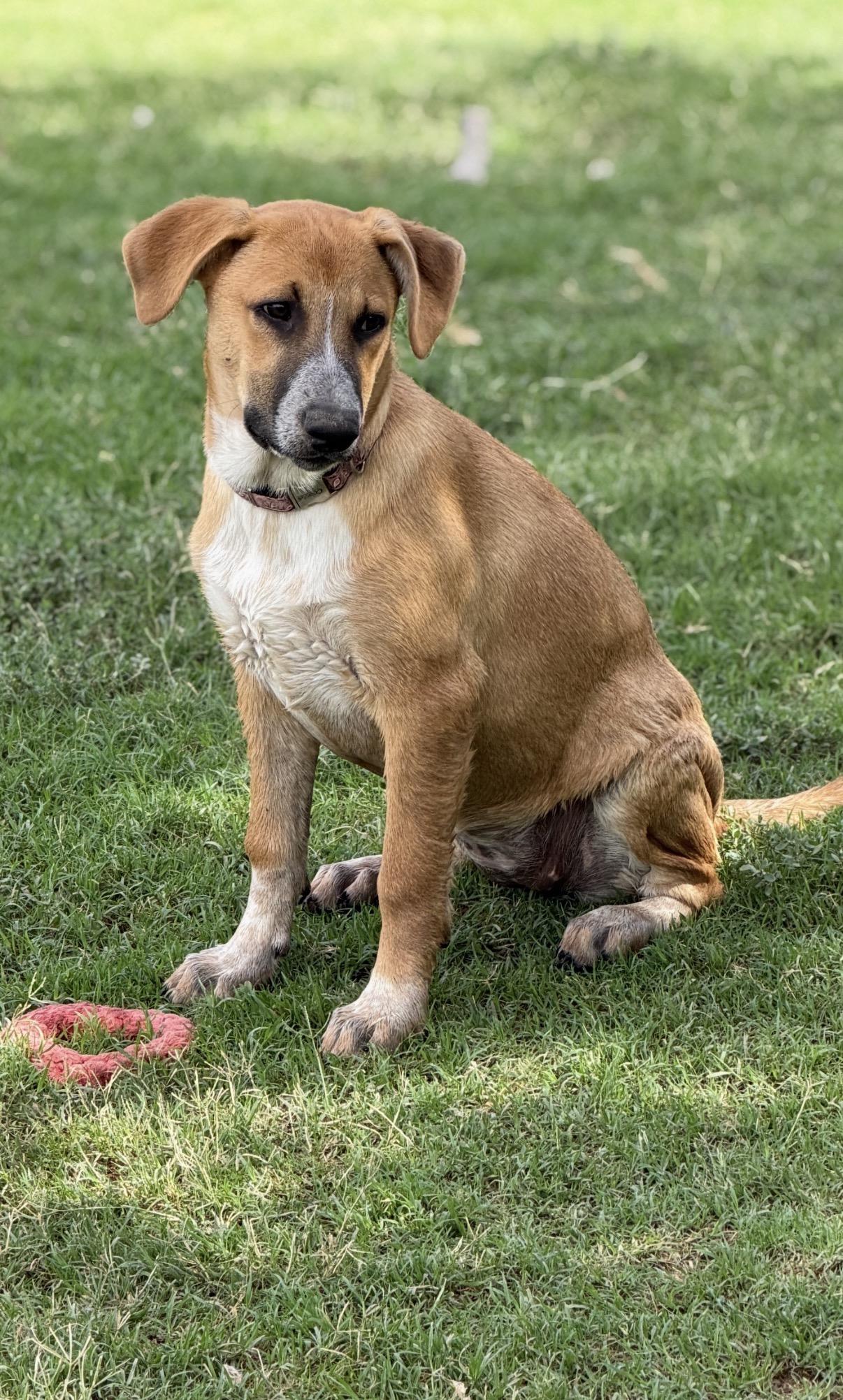 Etsy, adoptable, Puppy Female Yellow Labrador Retriever & Black Mouth Cur.