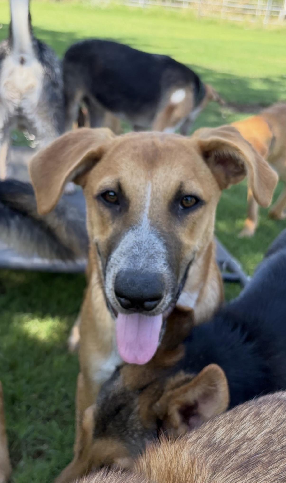 Etsy, an adoptable mixed breed in Gilbert, AZ image 6/6