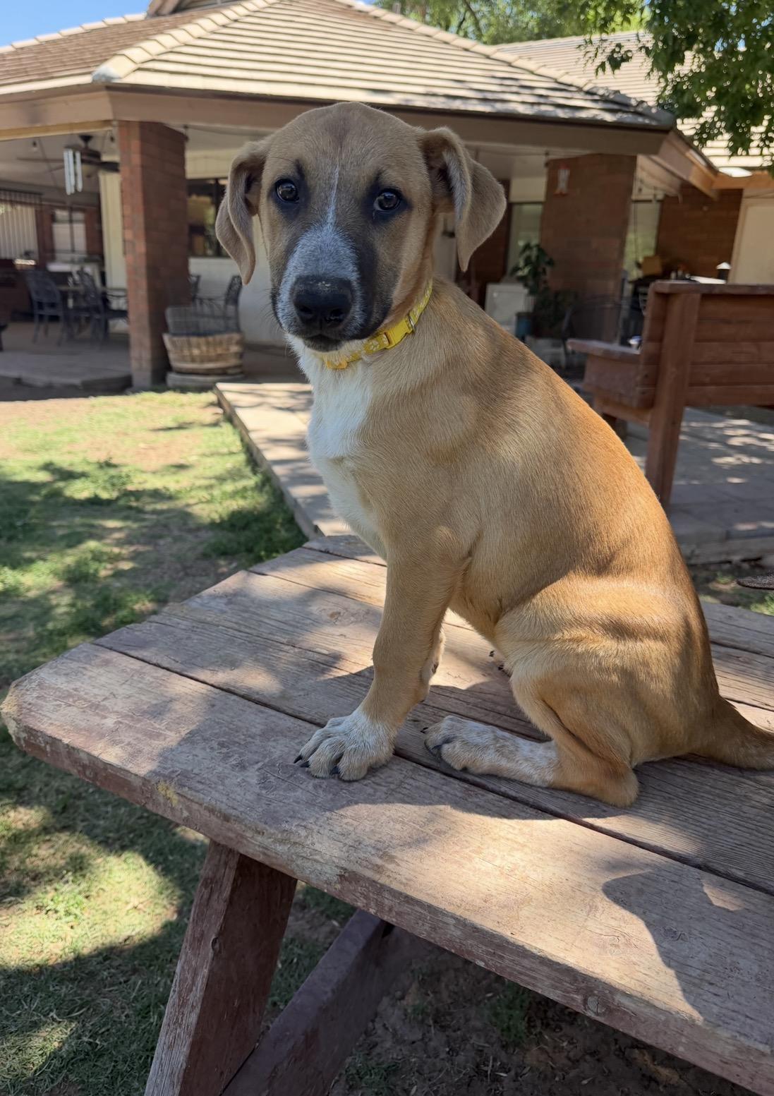 Etsy, adoptable, Puppy Female Black Mouth Cur & Shepherd.