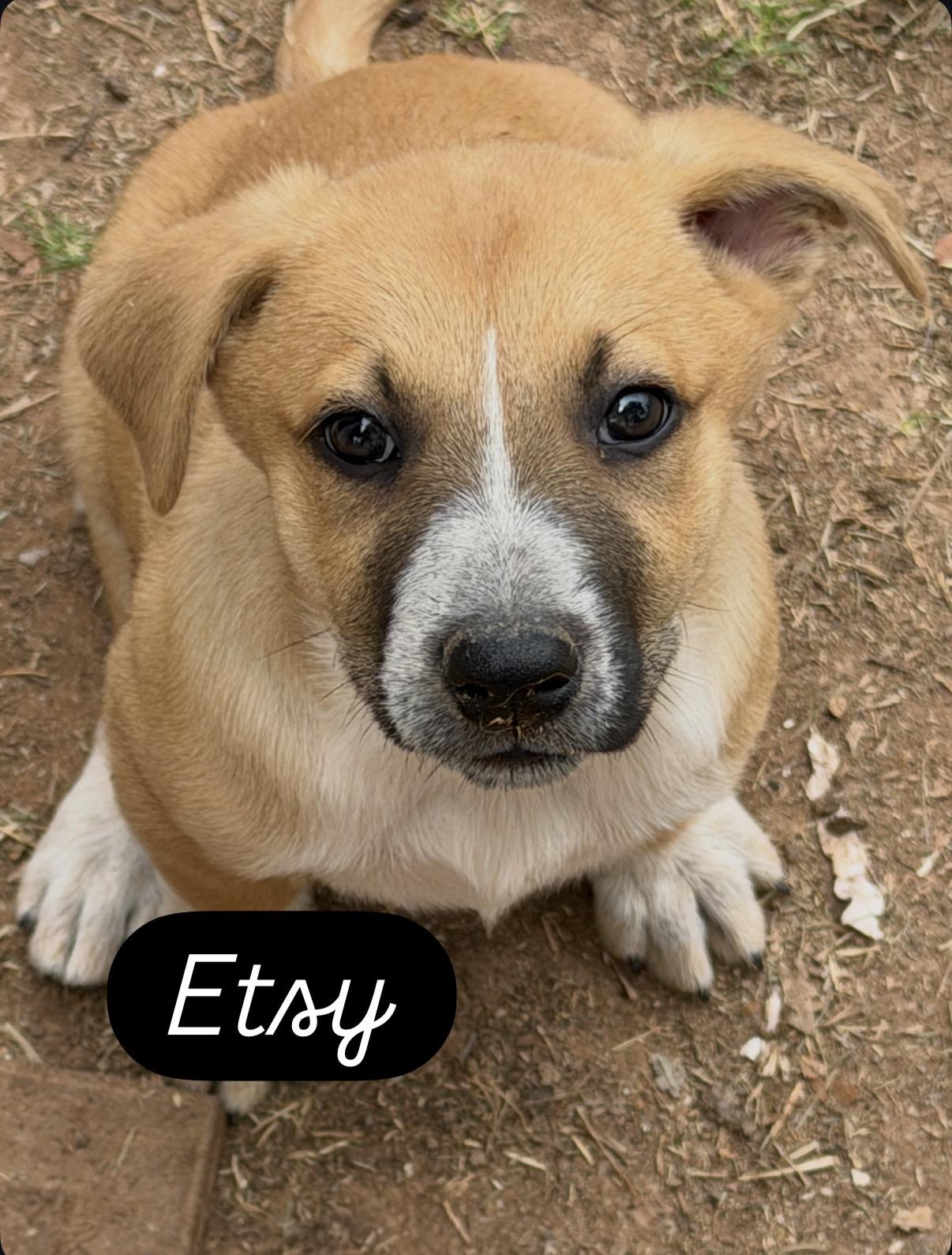 Enlarge Etsy, a ADOPTABLE mixed breed in Gilbert, AZ image 1/1