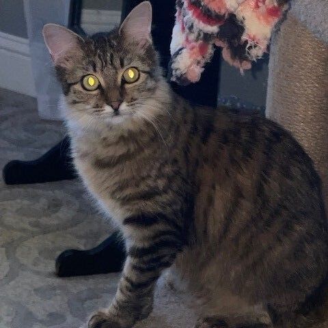 Enlarge Bean, a Adoptable Domestic Medium Hair in Springtown, TX image 5/5