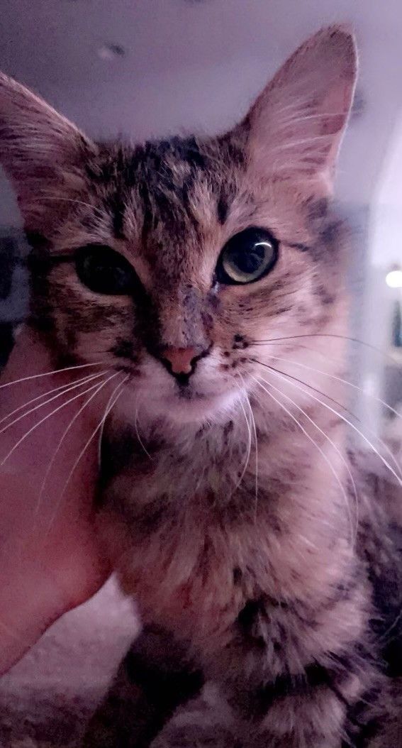 Enlarge Bean, a Adoptable Domestic Medium Hair in Springtown, TX image 4/5