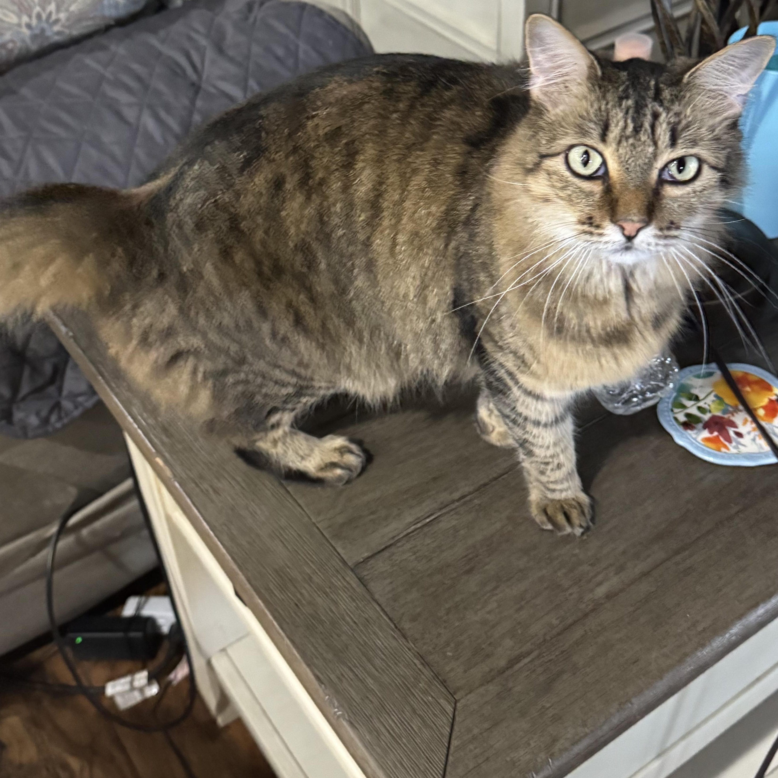 Enlarge Bean, a Adoptable Domestic Medium Hair in Springtown, TX image 1/5