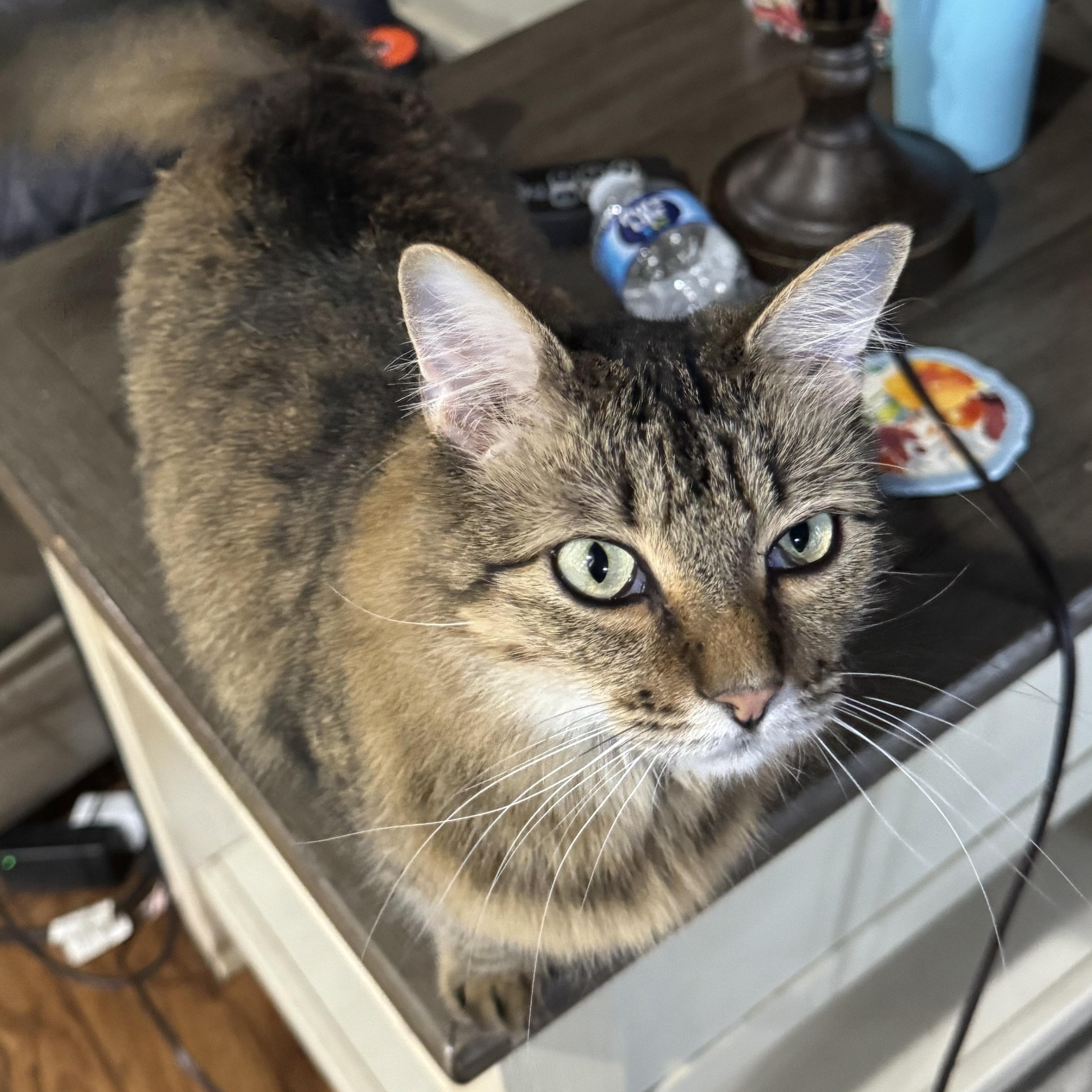 Enlarge Bean, a Adoptable Domestic Medium Hair in Springtown, TX image 2/5