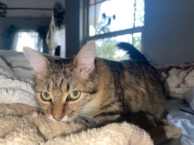 Enlarge Bean, a Adoptable Domestic Medium Hair in Springtown, TX image 3/5