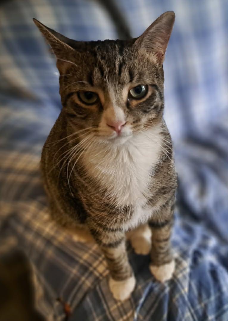 Shock, Adoptable, Kitten Female Domestic Short Hair.