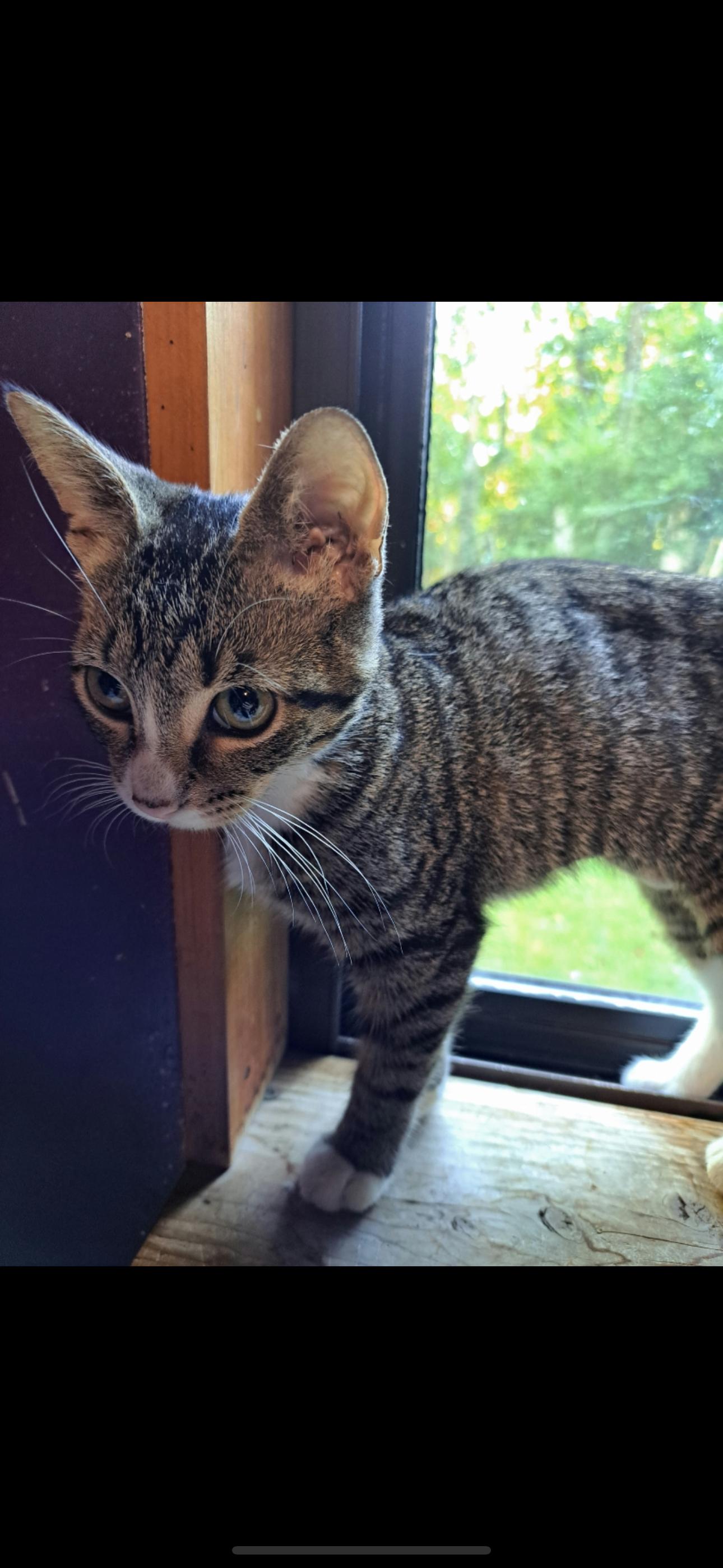 Shock, a Adoptable Domestic Short Hair in Stewartsville, NJ image 1/3
