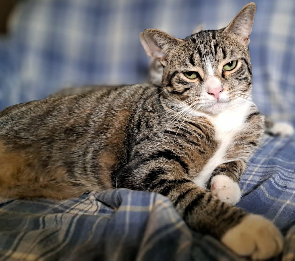 Enlarge Shock, a Adoptable Domestic Short Hair in Stewartsville, NJ image 2/2